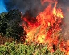 آتش سوزی گسترده در جنگل های تلوک قائم شهر مهار شد