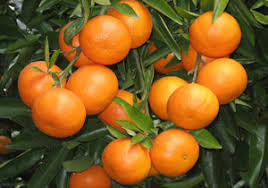 نارنگی‌های پیش‎رس در بازار مازندران/جهاد کشاورزی، در زمینه ترویج بیمه باغات مرکبات اقدام کند